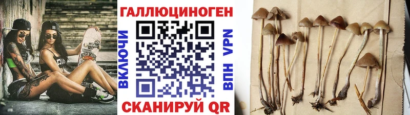 мега как войти  продажа наркотиков  Зеленокумск  Галлюциногенные грибы Cubensis 